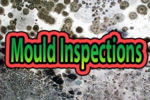 Mould Information - Mould Inspection Services