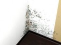 Mould on Drywall