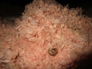 Food From Rodent found in Attic by Barrie Home Inspections