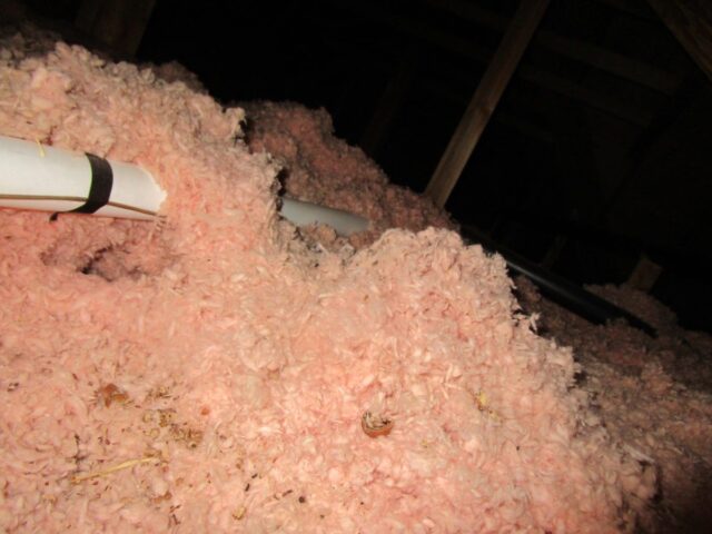 Mouse Holes in Attic Insulation