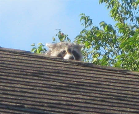 Raccoon has Access to Roof found by Barrie Home Inspections
