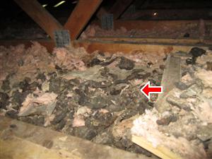 Animal Feces found in Attic by Barrie Home Inspector