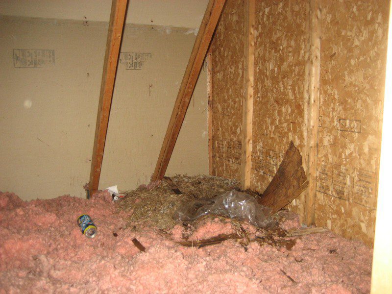Animal Nest found in Attic by Barrie Home Inspections
