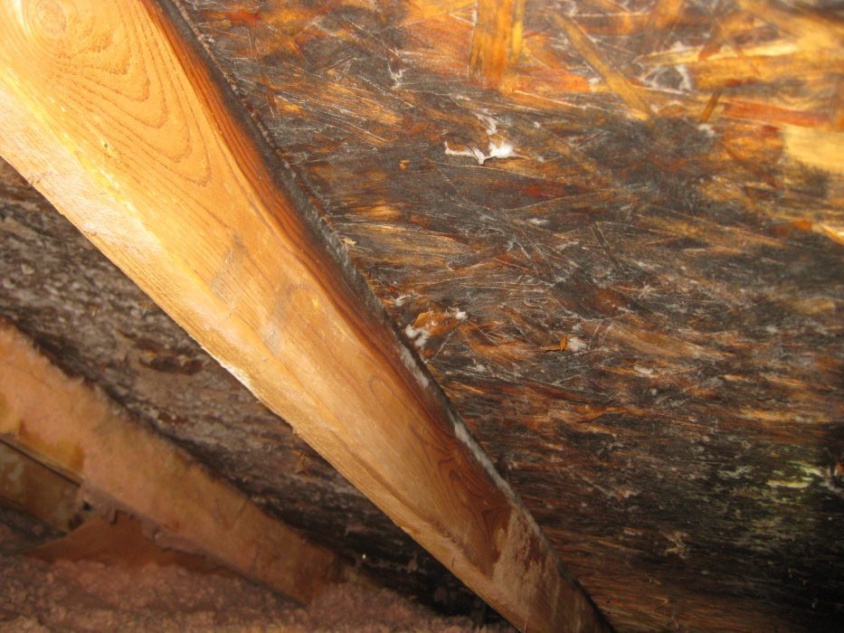 Barrie Home Inspection - Mould Inspection