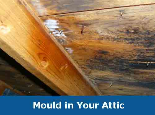 Mould-in-Your-Attic