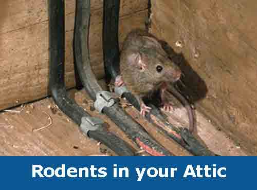 Exterior-Home-Inspection---Barrie-Home-Inspection