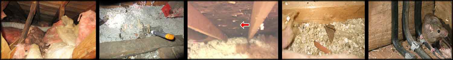 Problems-in-Your-Attic Problems-in-Your-Attic